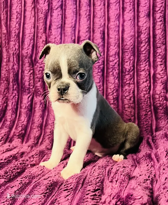 💎 Diamond AKC  – Boston Terrier puppy for sale in Apple Valley, CA