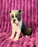 💎 Diamond AKC , a male Boston Terrier for sale in Apple Valley, CA – 1 of 3