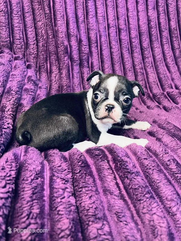 Gigi AKC – Boston Terrier puppy for sale in Apple Valley, CA