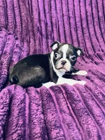 Gigi AKC, a female Boston Terrier for sale in Apple Valley, CA – 1 of 2
