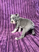 Blue AKC, a male Boston Terrier for sale in Apple Valley, CA – 2 of 2