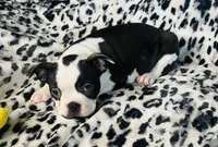 Mi amor AKC , a female Boston Terrier for sale in Apple Valley, CA – Photo 2 of 3
