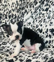 Mi amor AKC , a female Boston Terrier for sale in Apple Valley, CA – Photo 3 of 3