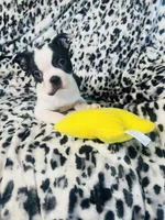 Mi amor AKC , a female Boston Terrier for sale in Apple Valley, CA – Photo 1 of 3