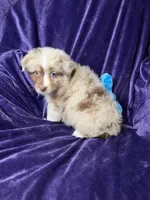 💛 Benny 💛 , a male Australian Shepherd for sale in Apple Valley, CA – Photo 2 of 2