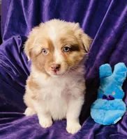 💛 Benny 💛 , a male Australian Shepherd for sale in Apple Valley, CA – Photo 1 of 2