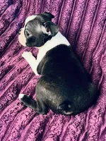 Lulu AKC , a female Boston Terrier for sale in Apple Valley, CA – 2 of 2