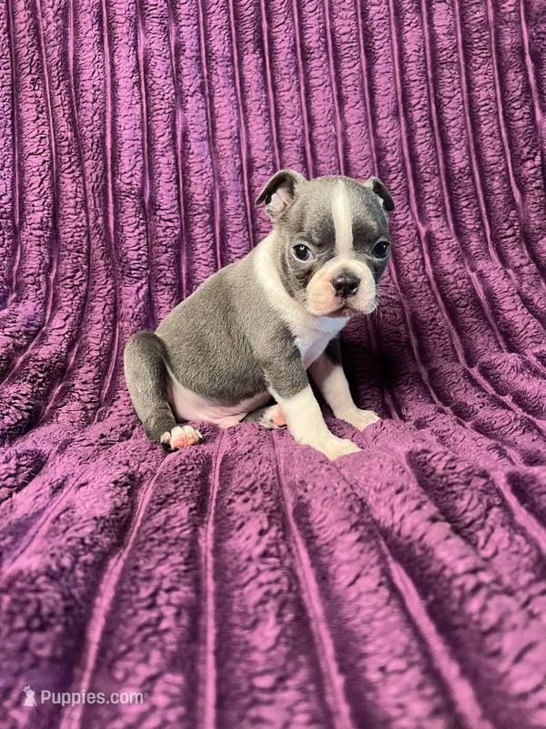 💙 Blue AKC 💙 – Boston Terrier puppy for sale in Apple Valley, CA