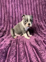 💙 Blue Benny AKC 💙, a male Boston Terrier for sale in Apple Valley, CA – 1 of 4