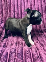 Tink AKC, a female Boston Terrier for sale in Apple Valley, CA – 3 of 3