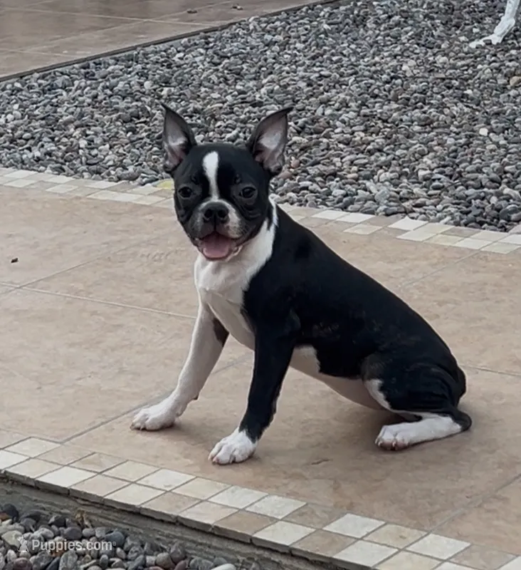 Princess 👑 AKC  – Boston Terrier puppy for sale in Apple Valley, CA