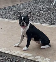 Princess 👑 AKC , a female Boston Terrier for sale in Apple Valley, CA – 1 of 2