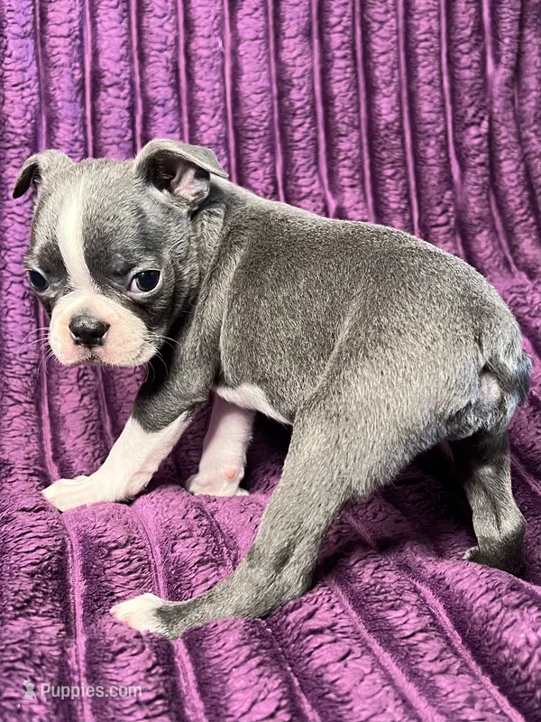 Blue AKC – Boston Terrier puppy for sale in Apple Valley, CA