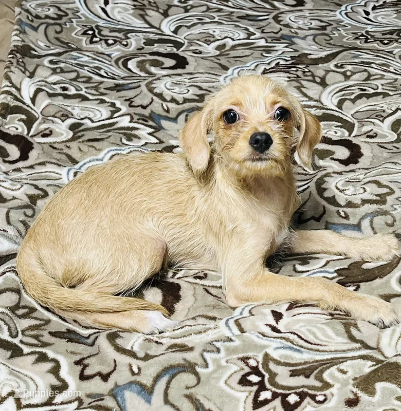 Benny – Yorkshire Terrier puppy for sale in Apple Valley, CA