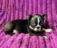 Tink AKC, a female Boston Terrier for sale in Apple Valley, CA – 2 of 3