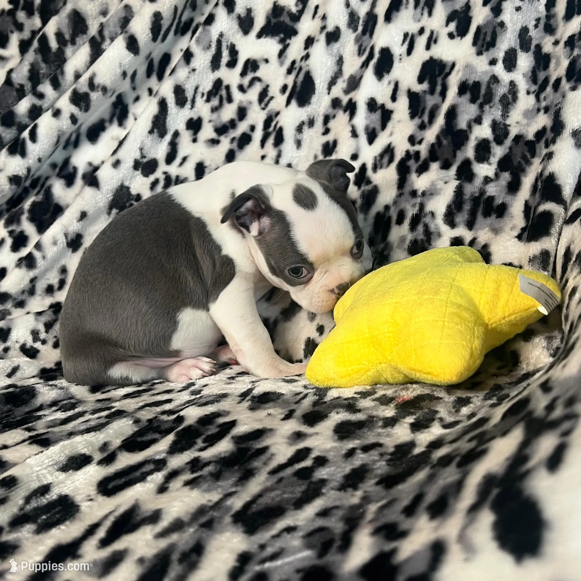 Blue AKC , a female Boston Terrier for sale in Apple Valley, CA – Photo 2 of 2