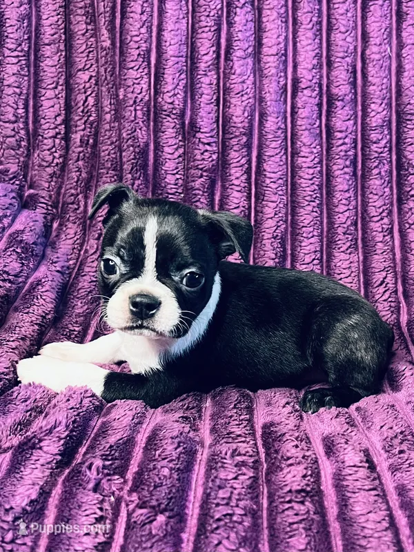 AKC Frankie  – Boston Terrier puppy for sale in Apple Valley, CA