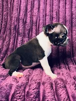 Gigi AKC, a female Boston Terrier for sale in Apple Valley, CA – 2 of 2