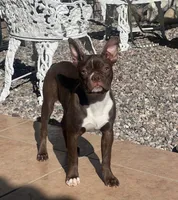 AKC Bobby , a male Boston Terrier for sale in Apple Valley, CA – Photo 1 of 2