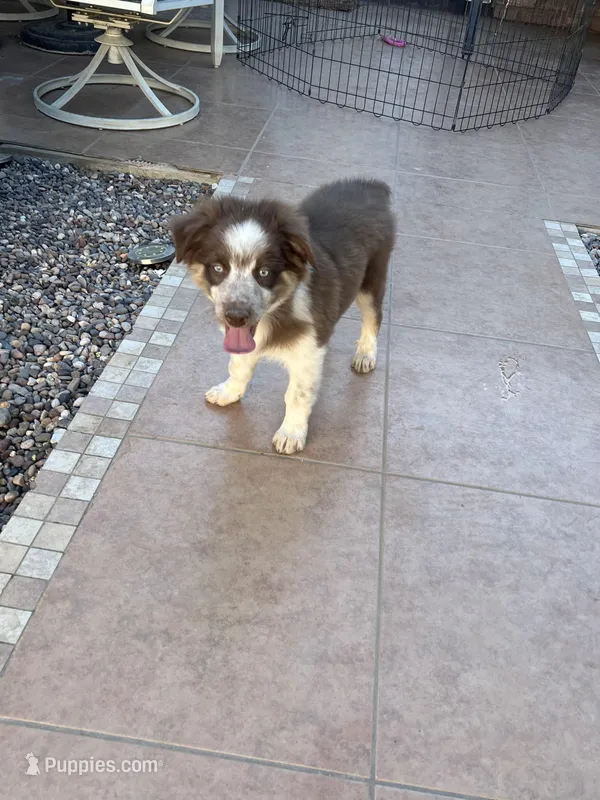  Andy Blue – Australian Shepherd puppy for sale in Apple Valley, CA