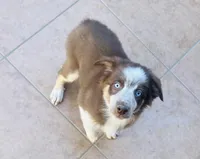 💙 Andy 💙 , a male Australian Shepherd for sale in Apple Valley, CA – Photo 1 of 2