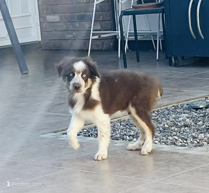 💙 Andy 💙  – Australian Shepherd puppy for sale in Apple Valley, CA