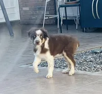 💙 Andy 💙 , a male Australian Shepherd for sale in Apple Valley, CA – Photo 2 of 2