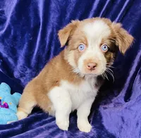 💙 Andy 💙 , a male Australian Shepherd for sale in Apple Valley, CA – Photo 1 of 2