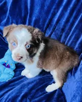 💙 Andy 💙 , a male Australian Shepherd for sale in Apple Valley, CA – Photo 2 of 2