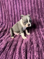 💙 Blue Benny AKC 💙, a male Boston Terrier for sale in Apple Valley, CA – 4 of 4