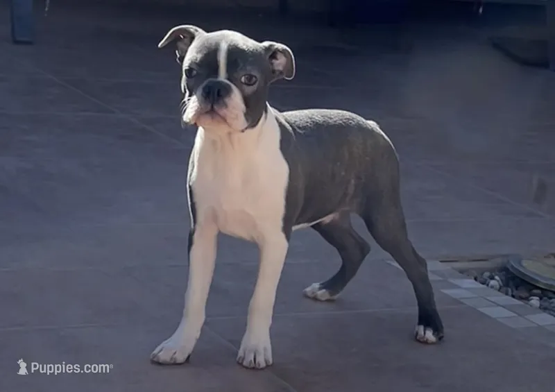 Frankie BLUE AKC  – Boston Terrier puppy for sale in Apple Valley, CA