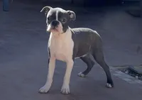 Frankie BLUE AKC , a male Boston Terrier for sale in Apple Valley, CA – 1 of 2