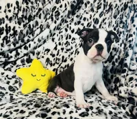 Roscoe AKC , a male Boston Terrier for sale in Apple Valley, CA – Photo 1 of 3