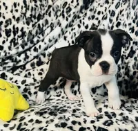 Roscoe AKC , a male Boston Terrier for sale in Apple Valley, CA – Photo 2 of 3