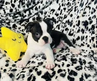 Roscoe AKC , a male Boston Terrier for sale in Apple Valley, CA – Photo 3 of 3