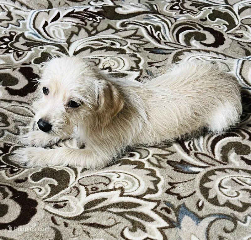 Teddy – Yorkshire Terrier puppy for sale in Apple Valley, CA