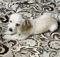 Teddy, a male Yorkshire Terrier for sale in Apple Valley, CA – 1 of 2