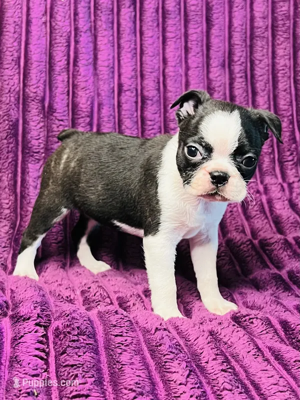 Summer AKC  – Boston Terrier puppy for sale in Apple Valley, CA