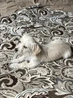 Teddy, a male Yorkshire Terrier for sale in Apple Valley, CA – 2 of 2