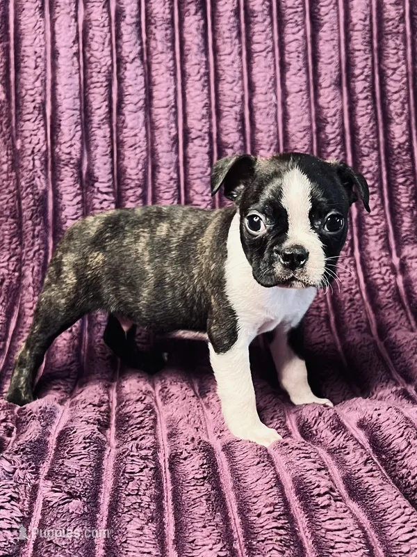 Brindle AKC  – Boston Terrier puppy for sale in Apple Valley, CA