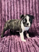 Brindle AKC , a male Boston Terrier for sale in Apple Valley, CA – 1 of 2