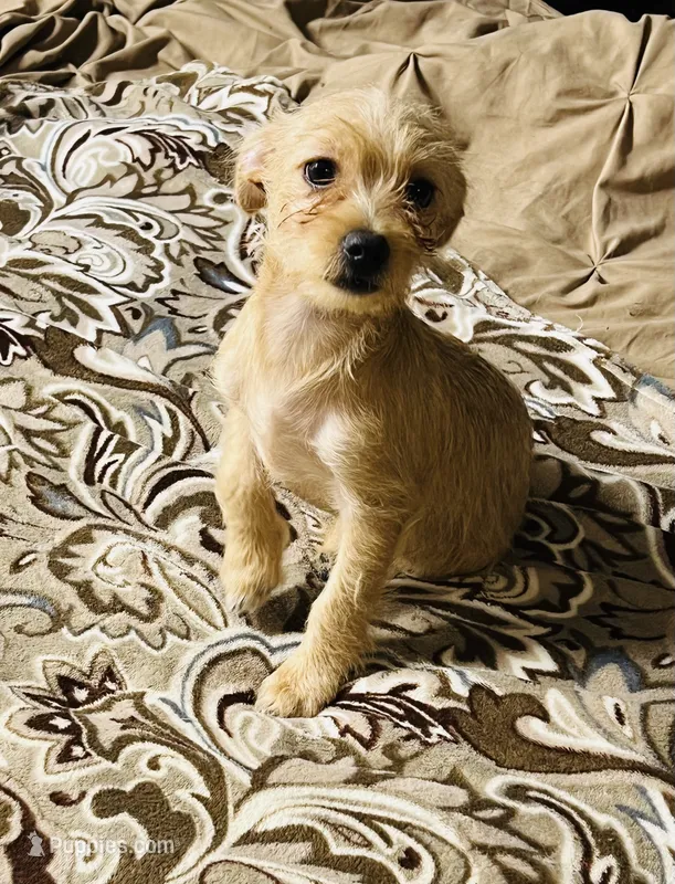 Roxy – Chihuahua, Yorkshire Terrier puppy for sale in Apple Valley, CA