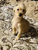 Roxy, a female Chihuahua and Yorkshire Terrier for sale in Apple Valley, CA – 1 of 1