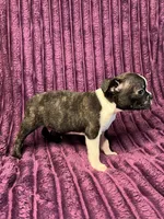 Brindle AKC , a male Boston Terrier for sale in Apple Valley, CA – 2 of 2