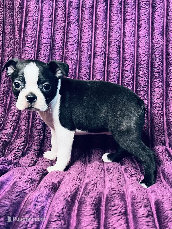 Lulu AKC  – Boston Terrier puppy for sale in Apple Valley, CA