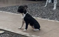 Princess 👑 AKC , a female Boston Terrier for sale in Apple Valley, CA – 2 of 2