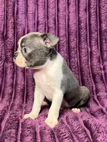 💎 Diamond AKC , a male Boston Terrier for sale in Apple Valley, CA – 2 of 3