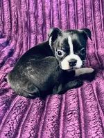AKC Frankie , a male Boston Terrier for sale in Apple Valley, CA – 2 of 2