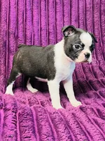 Summer AKC , a female Boston Terrier for sale in Apple Valley, CA – 2 of 2
