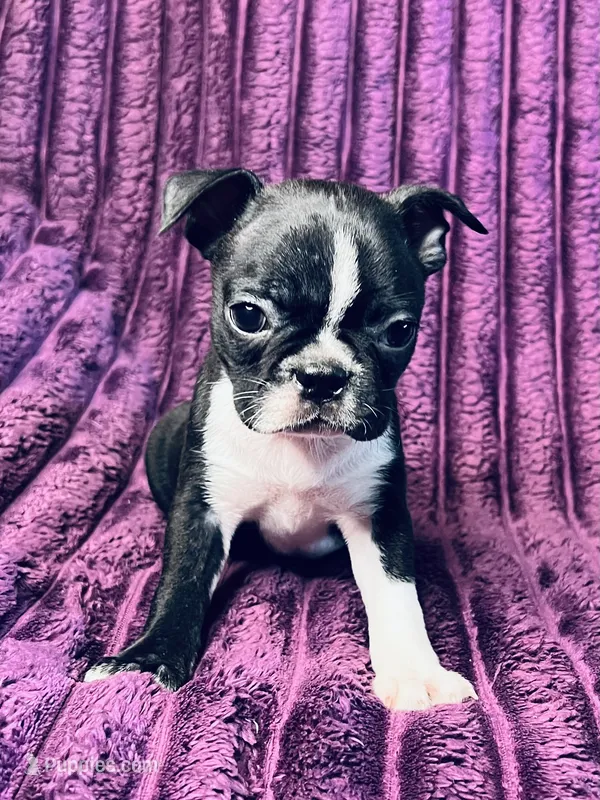 Tink AKC – Boston Terrier puppy for sale in Apple Valley, CA